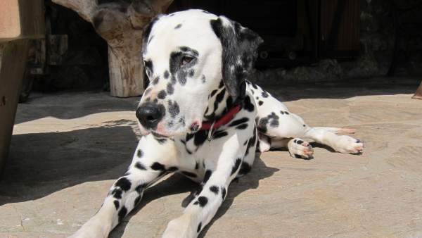 Perro dálmata Perro dálmata