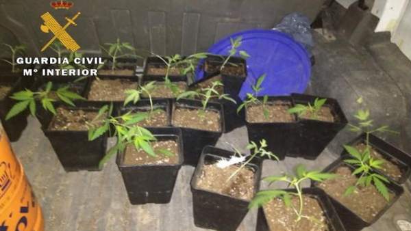 PLantas de Marihuana PLantas de Marihuana