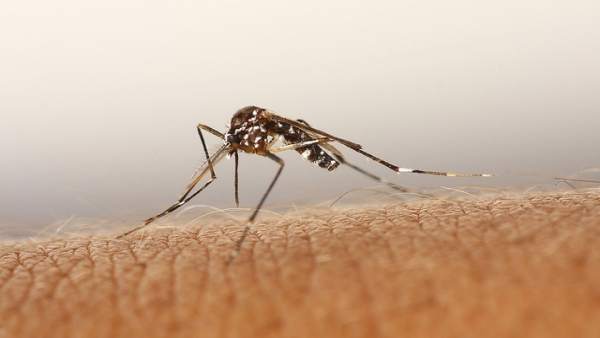 Mosquito Tigre Mosquito Tigre