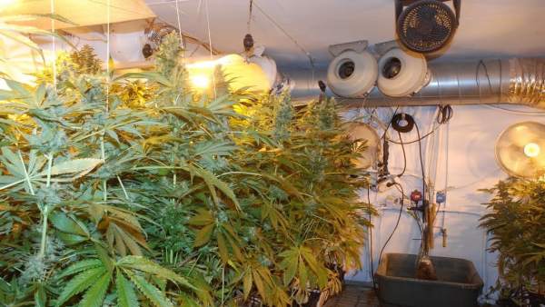 Detenido un pamplonés con 31 kilos de marihuana. Detenido un pamplonés con 31 kilos de marihuana.