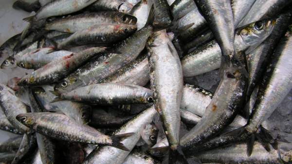 Captura de pescado. Captura de pescado.