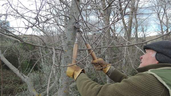Podar árbol, podando árboles, podador, vida en el campo, trabajador en el campo Podar árbol, podando árboles, podador, vida en el campo, trabajador en el campo