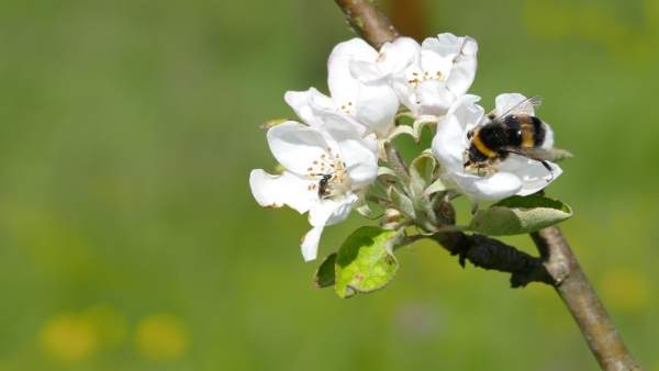 Abeja Abeja