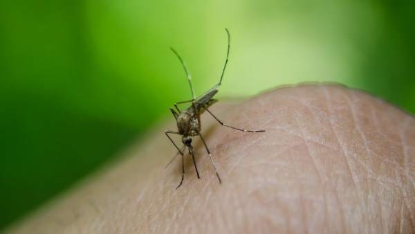 Picadura de mosquito Picadura de mosquito