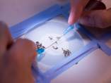 Mosquitos de la malaria