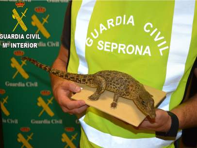 Cocodrilo disecado intervenido por el Seprona