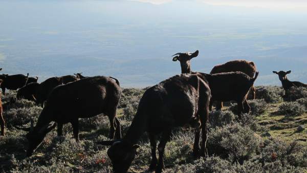 Cabra. Cabras. Ganado caprino. Rebaño. Pastoreo. Cabra. Cabras. Ganado caprino. Rebaño. Pastoreo.