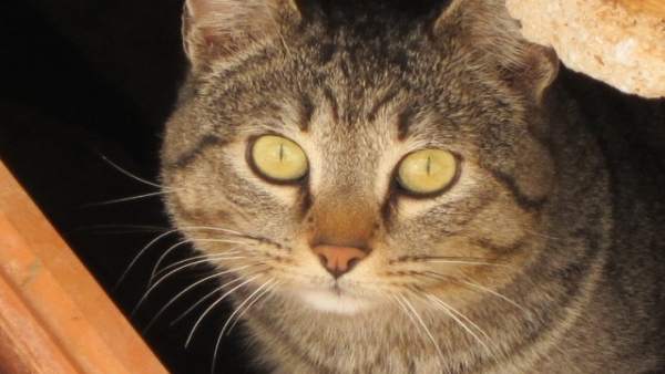 Gato, gatos, animales, mascotas, animal, mascota, colonia de gatos Gato, gatos, animales, mascotas, animal, mascota, colonia de gatos