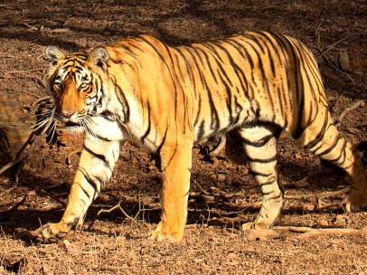 Tigre de bengala
