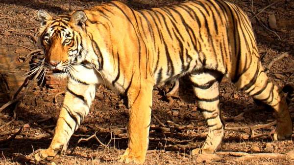 Tigre de bengala Tigre de bengala