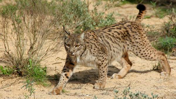 Lince ibérico Lince ibérico