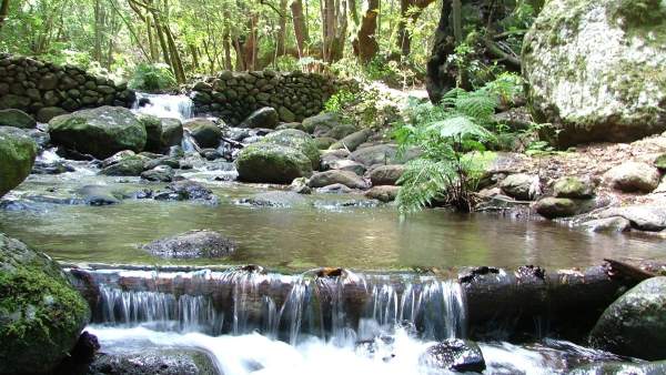 Parque Nacional Garajonay En La Isla De La Gomera Parque Nacional Garajonay En La Isla De La Gomera