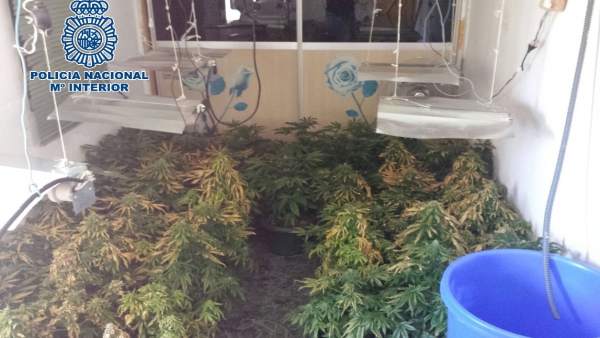 Marihuana requisada en Málaga Marihuana requisada en Málaga