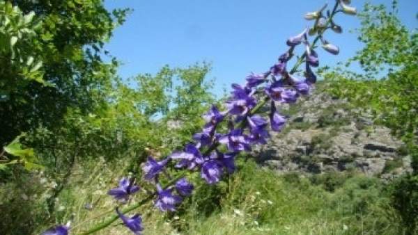 Delphinium bolosii Delphinium bolosii