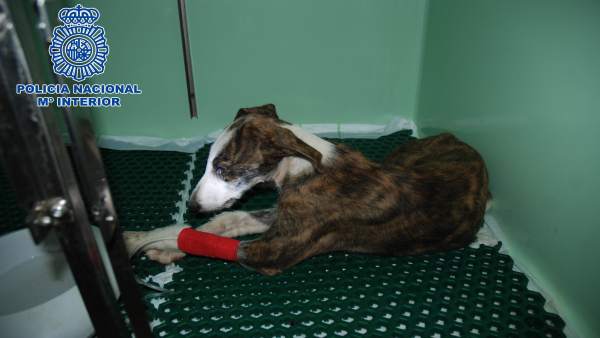 Uno de los galgos fallecidos por abandono y desnutrición Uno de los galgos fallecidos por abandono y desnutrición