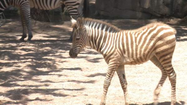 Una de las zebras que habita en el Bioparc Una de las zebras que habita en el Bioparc