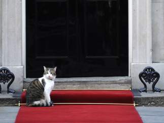 El gato Larry