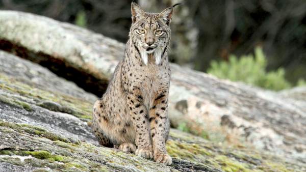 Erlazionatutako irudia