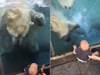 Un oso polar intenta atacar a un bebé