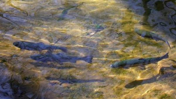 Salmón/ Salmones/ Pesca Salmón/ Salmones/ Pesca