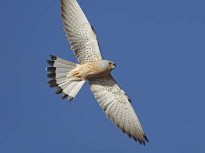 Cernícalo primilla en vuelo