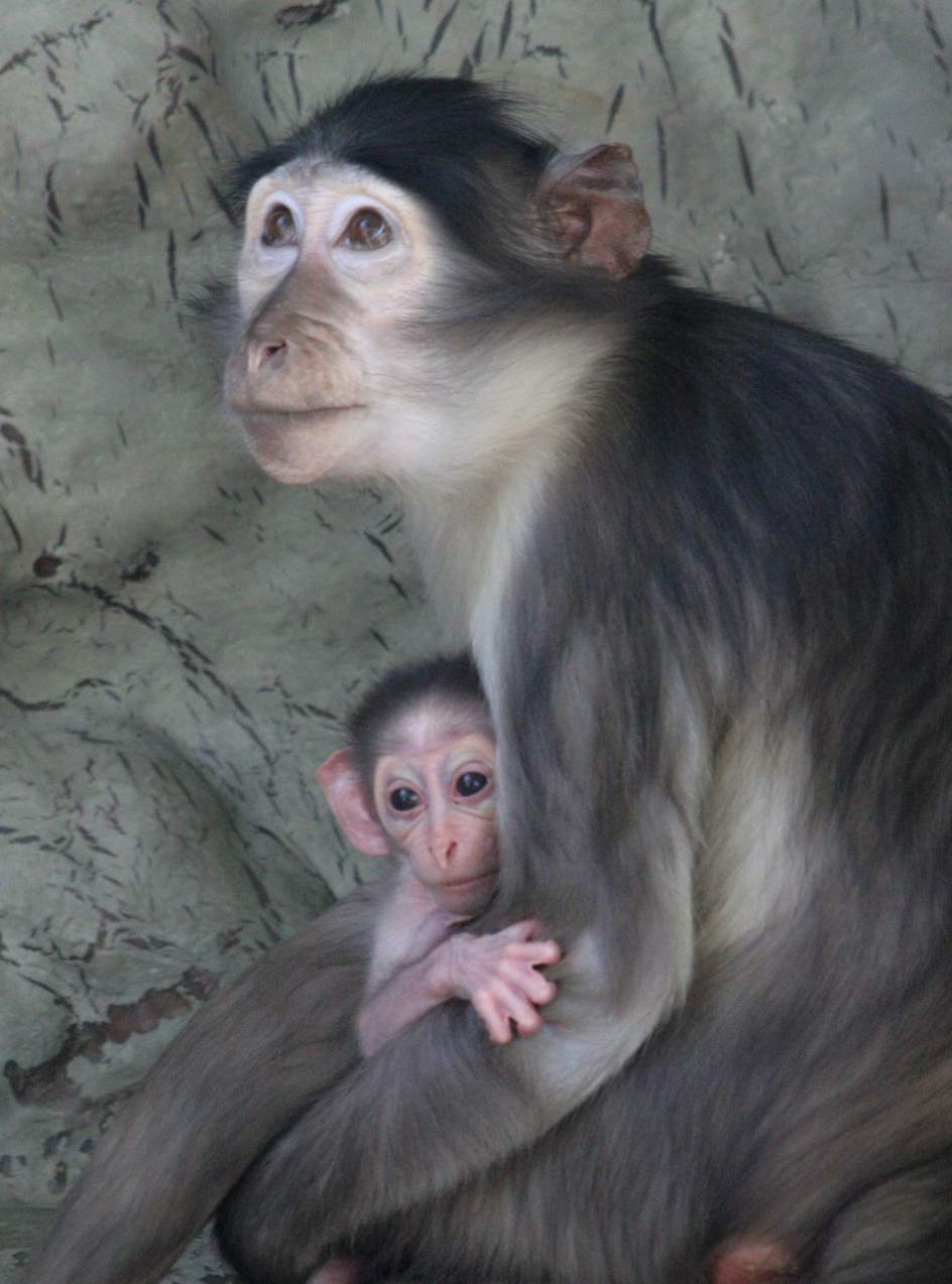 mangabey gris coronilla blanca  peligro extinci  n  nace