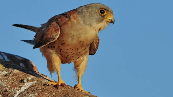 Aves, ornitología Aves, ornitología