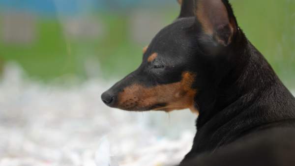 Animal, animales, perro, perros, cachorro, cachorros, perra, perras Animal, animales, perro, perros, cachorro, cachorros, perra, perras