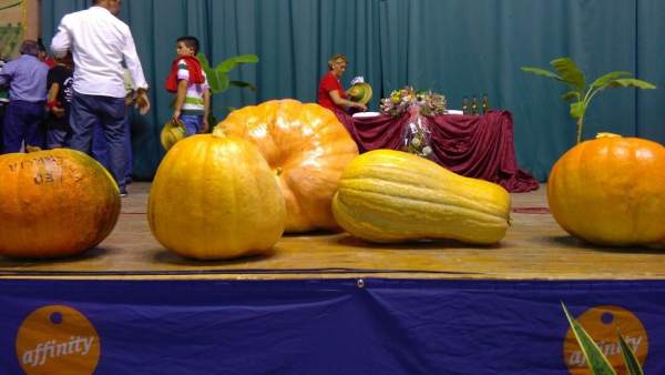 Concurso de calabazas gigante en Umbrete Concurso de calabazas gigante en Umbrete