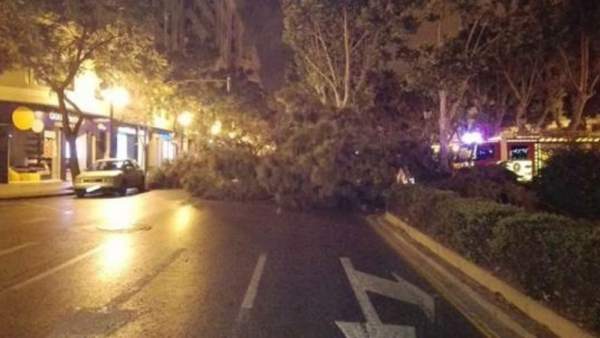 Imagen del árbol caído en Marqués del Turia Imagen del árbol caído en Marqués del Turia