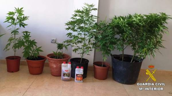 CULTIVO DE MARIHUANA CULTIVO DE MARIHUANA