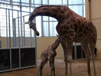 NOTA DE PREMSA (VÍDEO) Neix Una Girafa Al Zoo De Barcelona