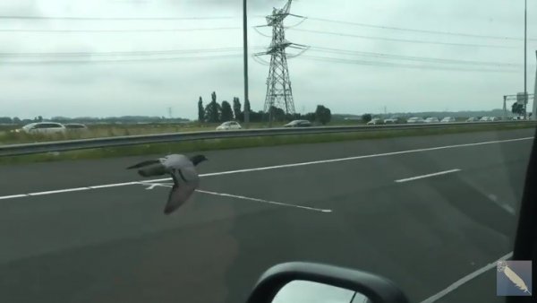 Una paloma vuela a 100 km/h en una carretera Una paloma vuela a 100 km/h en una carretera