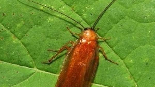 Cucaracha De La Madera Cucaracha De La Madera