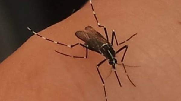 Mosquito Tigre Mosquito Tigre