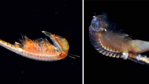 'Chirocephalus Diaphanus', Anostráceos (Crustáceos Branquiópodos) 'Chirocephalus Diaphanus', Anostráceos (Crustáceos Branquiópodos)