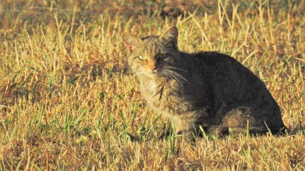 Un gato montés. Un gato montés.