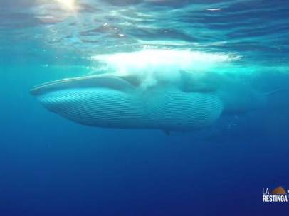 El vídeo de la ballena que come cardumen en un año excepcional para El Hierro