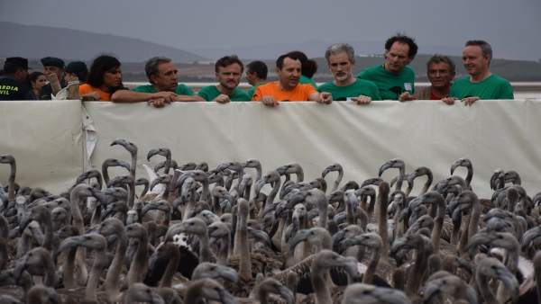 Consejero José Fiscal y Ruiz Espejo en anillamiento flamencos Fuente de Piedra Consejero José Fiscal y Ruiz Espejo en anillamiento flamencos Fuente de Piedra