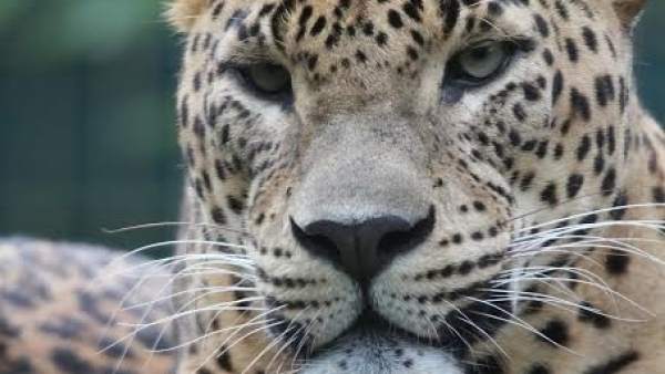 Leopardo asiático Leopardo asiático