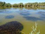 Praderas de Najas en la Albufera