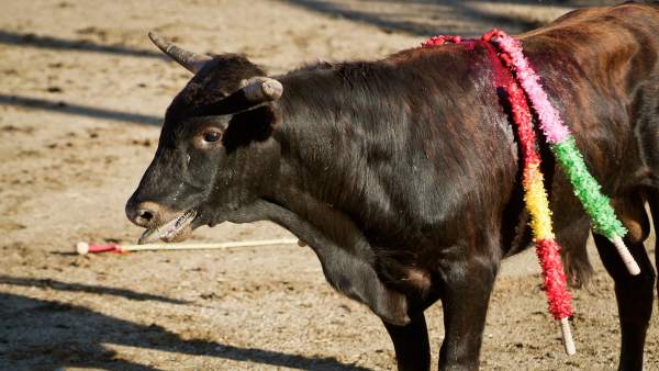 Festejo taurino Festejo taurino