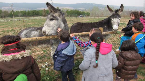 Los niños admiran a los burros de la nueva granja de La Grajera Los niños admiran a los burros de la nueva granja de La Grajera