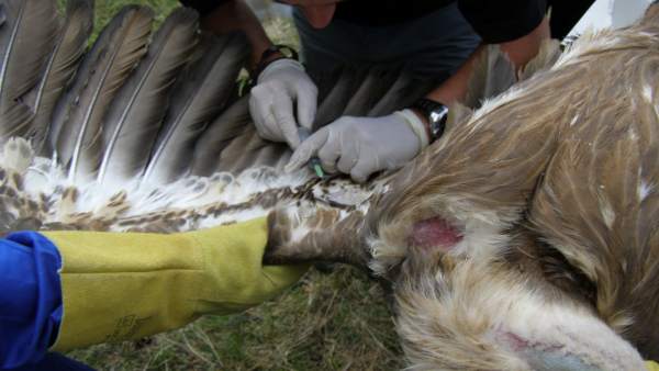 Veterinario atiende un buitre leonado Veterinario atiende un buitre leonado