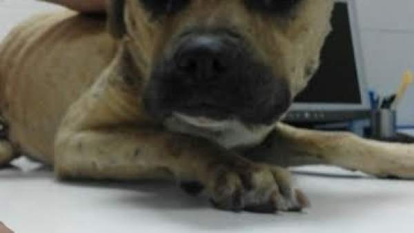 Perro Perro