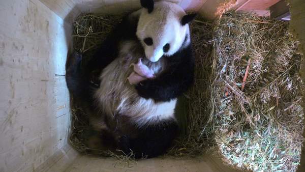 Una hembra de oso panda da a luz a mellizos Una hembra de oso panda da a luz a mellizos