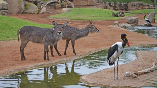 Los kobos Chanel y Jaiv en Bioparc Los kobos Chanel y Jaiv en Bioparc