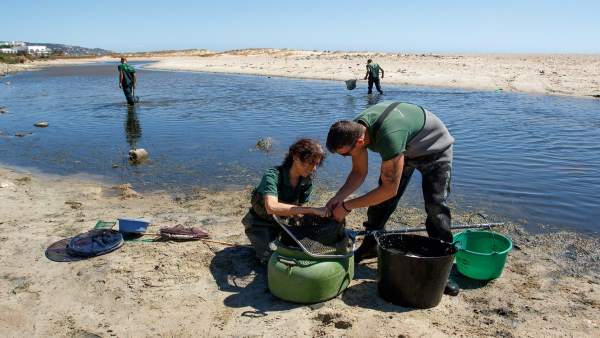 Rescate de anguilas en el río Cachón Rescate de anguilas en el río Cachón