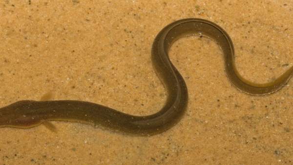 Anguila Anguila