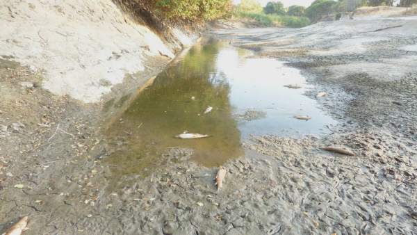 Peces muertos en un encharcamiento del río Cega Peces muertos en un encharcamiento del río Cega